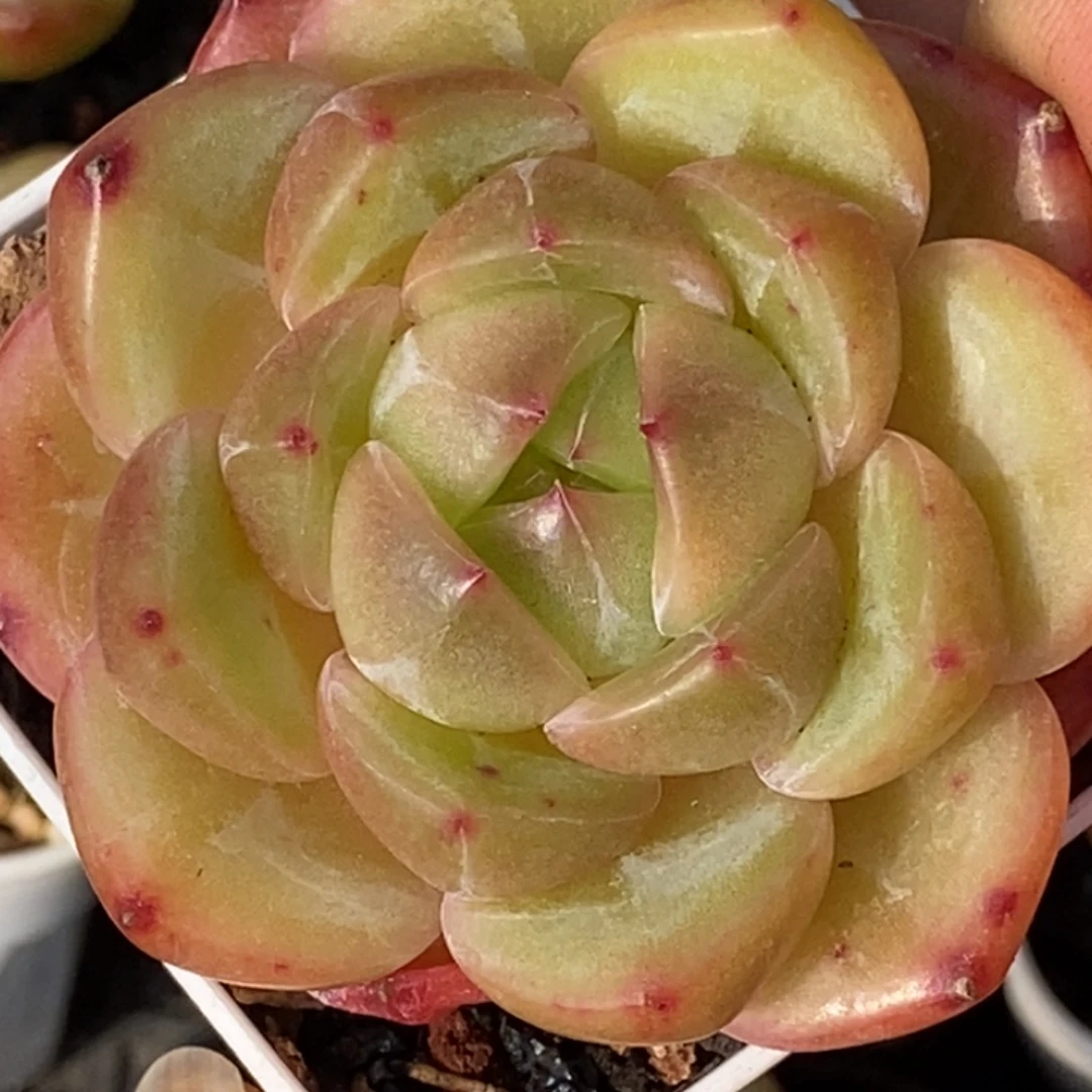 天官赐福百无禁忌