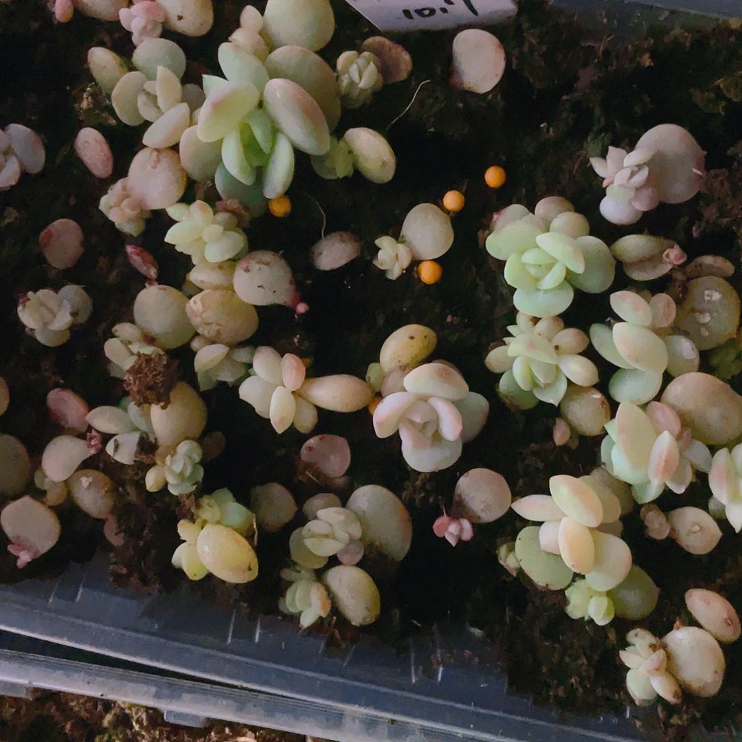 霞辉苗一个满25包邮