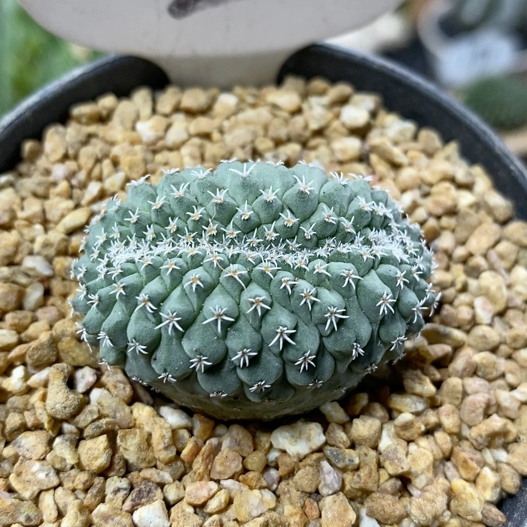 2号实生菊水缀化4cm