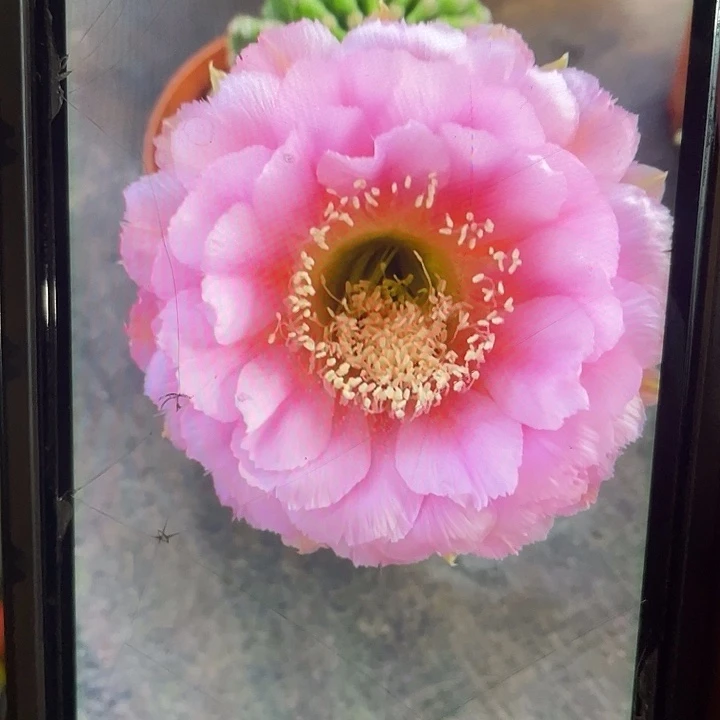 嘟19号8公分以上带娃带花苞