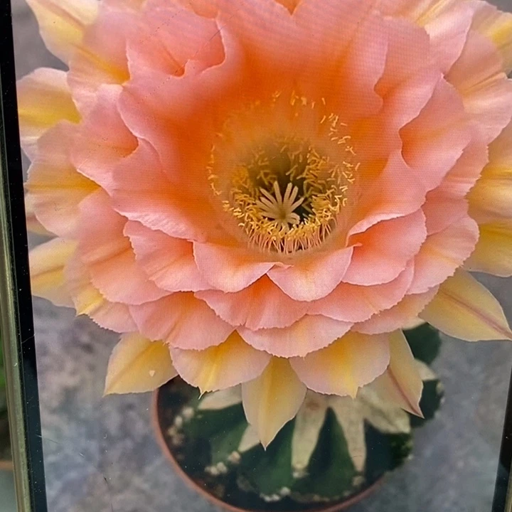 彩草新9号侧芽3.5公分左右