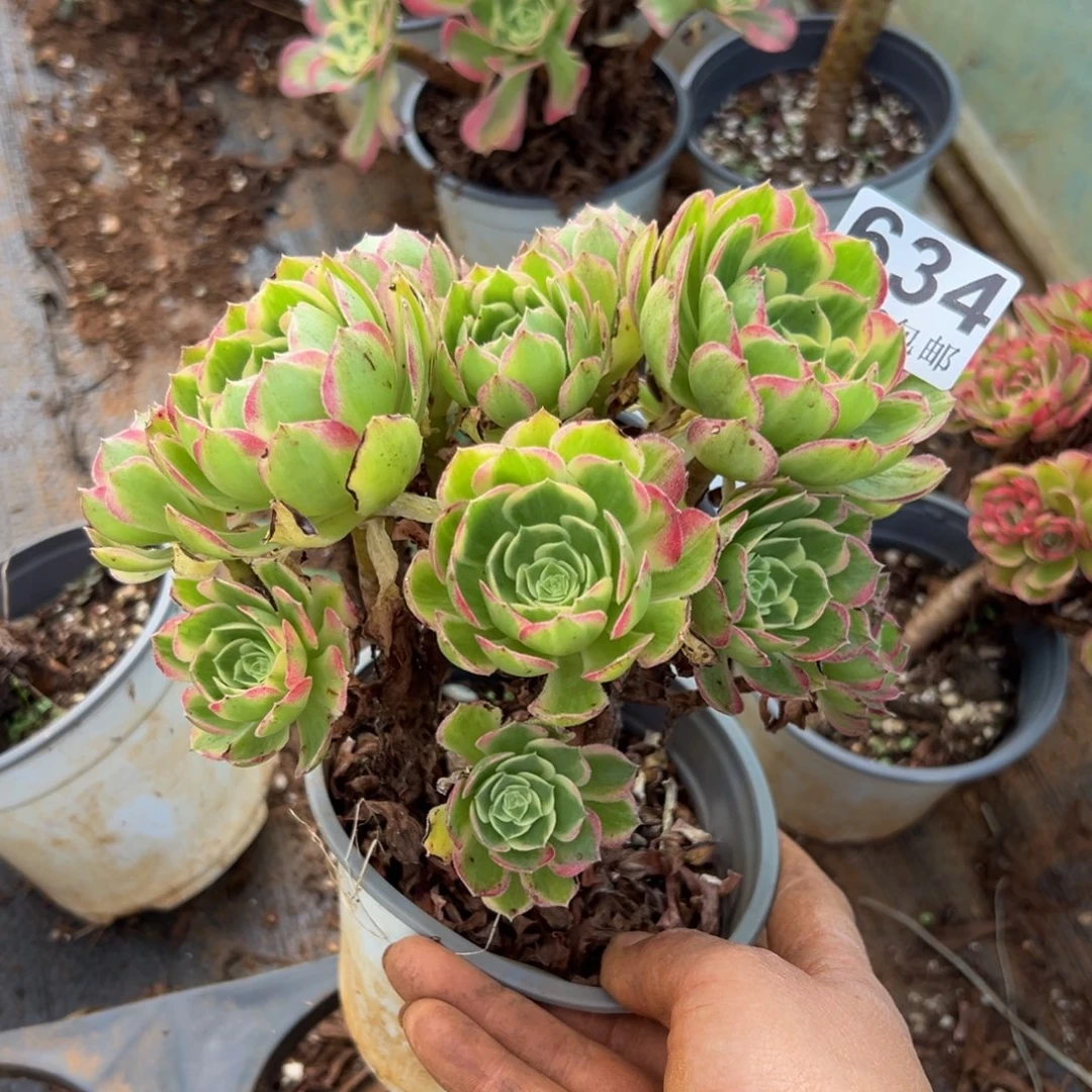 多肉植物634脱土的