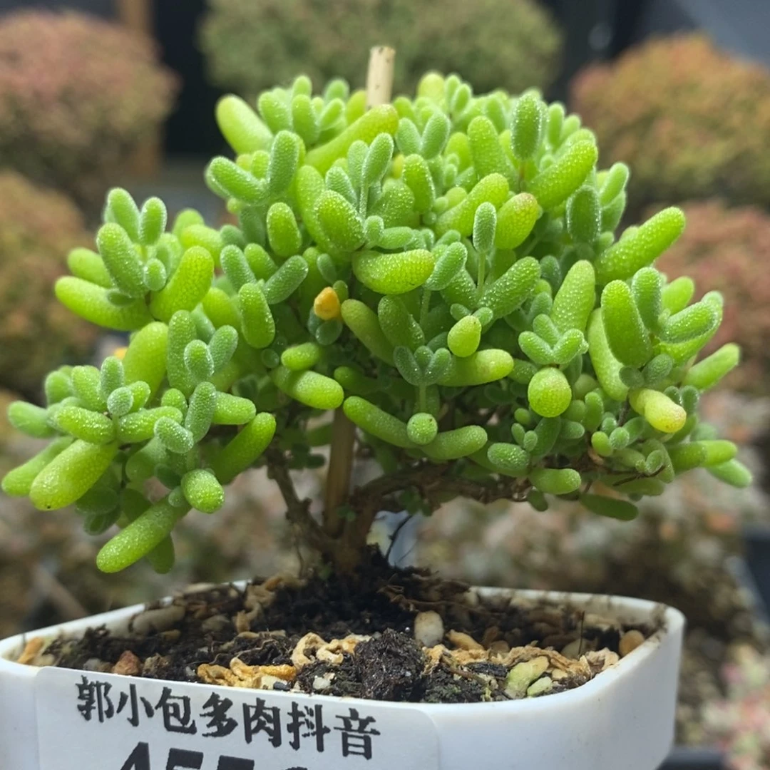 蜜橘糖球4556年后发货