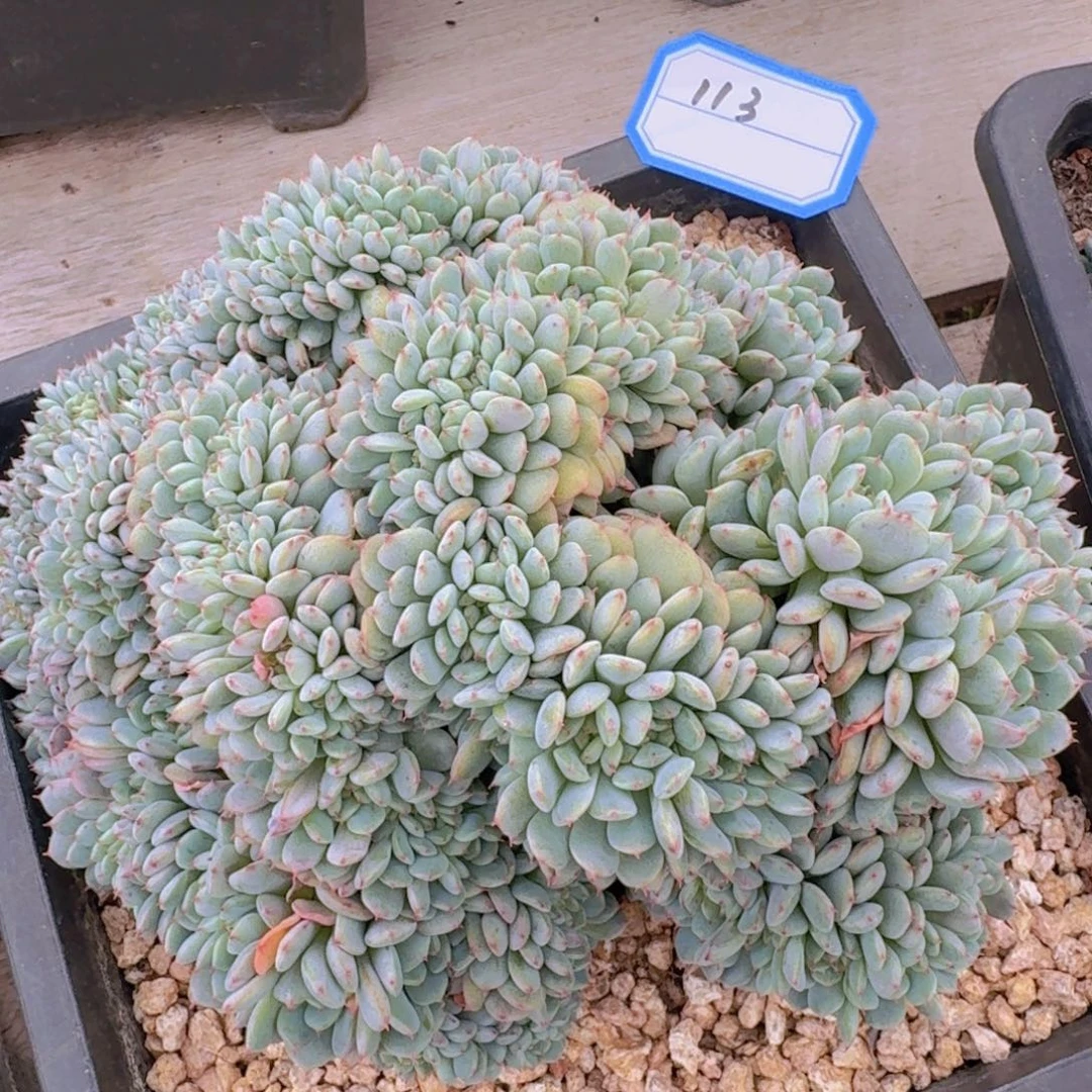 113白胖子缀凡艺多肉