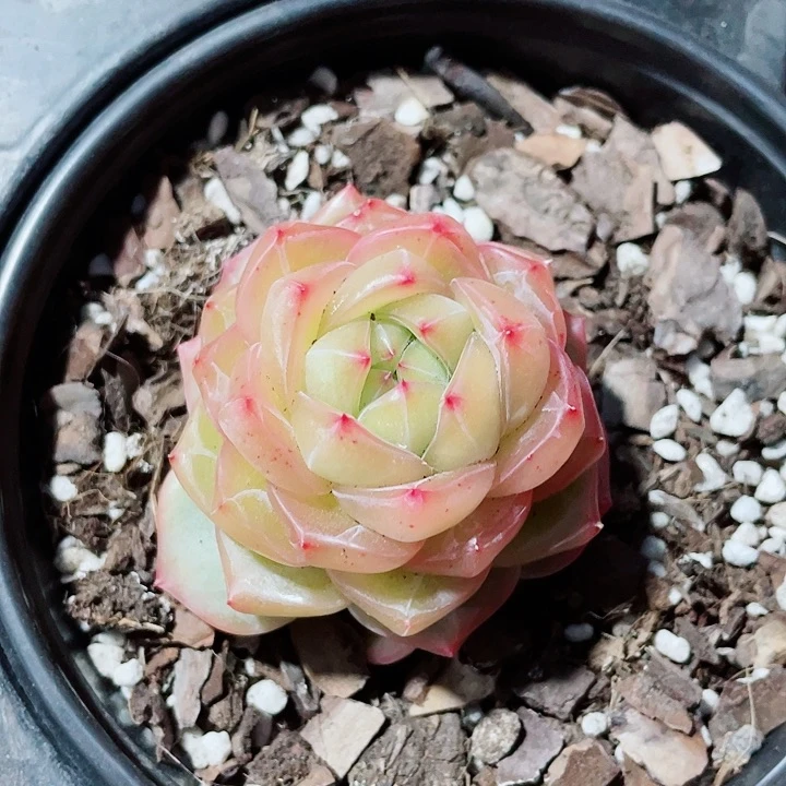 海洋之心35一盆5588888855585