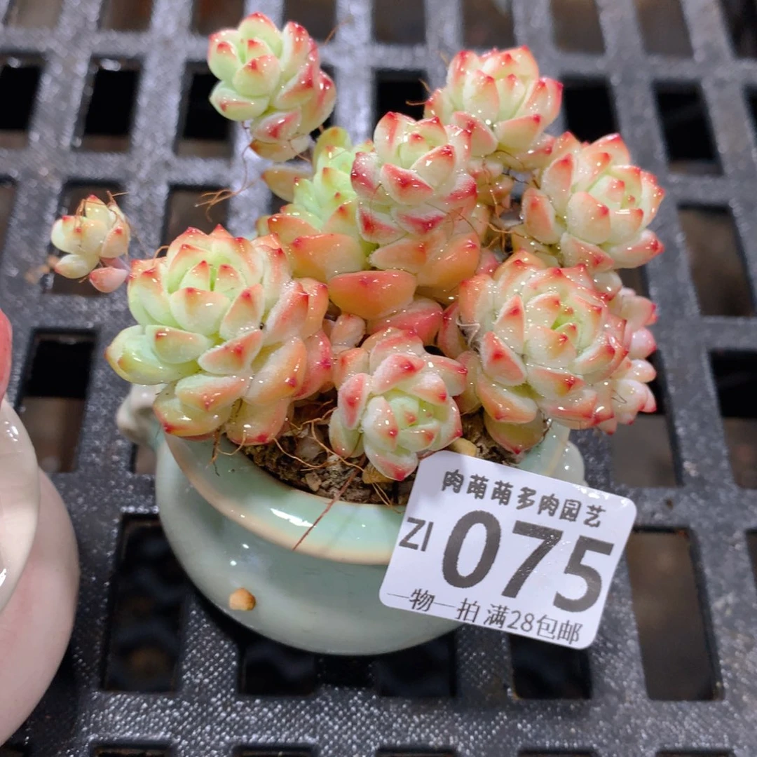 肉萌萌拇指盆精控多肉ZI075