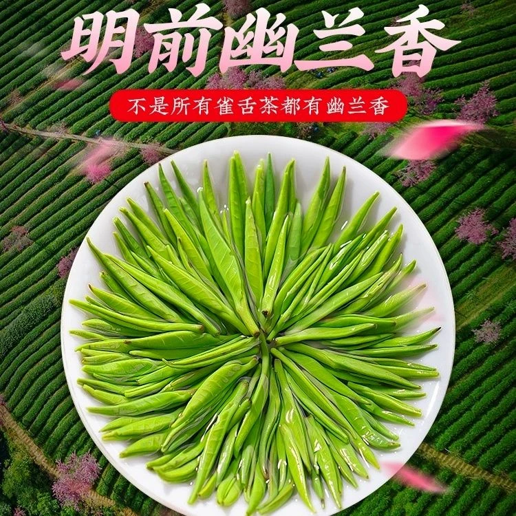 正宗雀舌绿茶2025明前新茶嫩芽贵州湄潭毛尖翠芽高山云雾茶叶批发