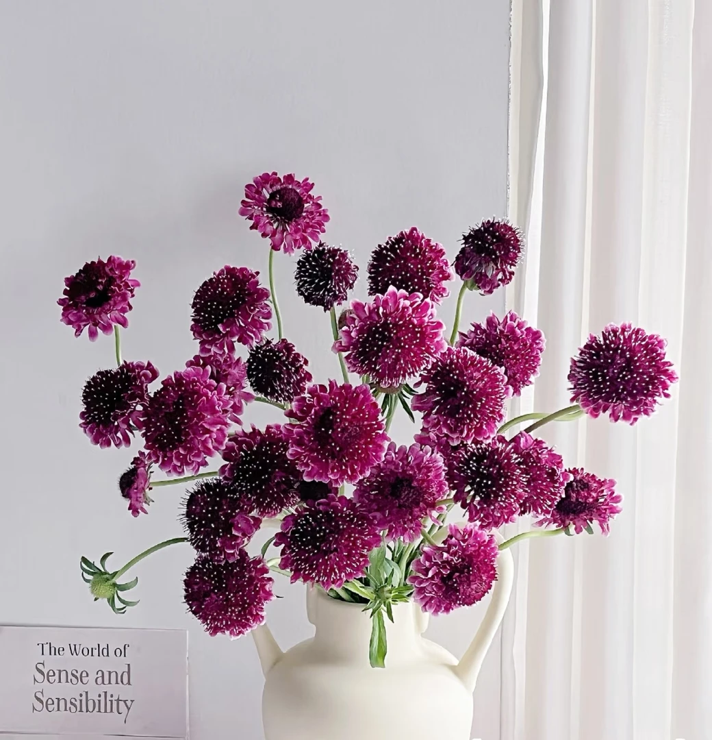 新鲜采摘松虫草鲜花云南基地直发家用氛围感花材