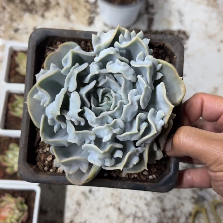 惊悚珍珠 一物一拍