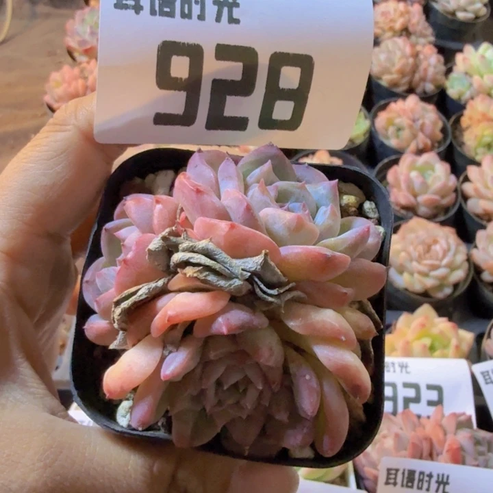 928.qqqqwwwwwwwwq