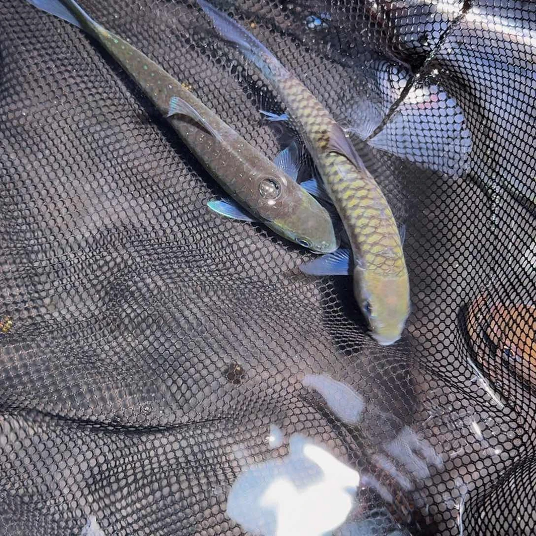 吉罗鱼宝山墨脱墨脱