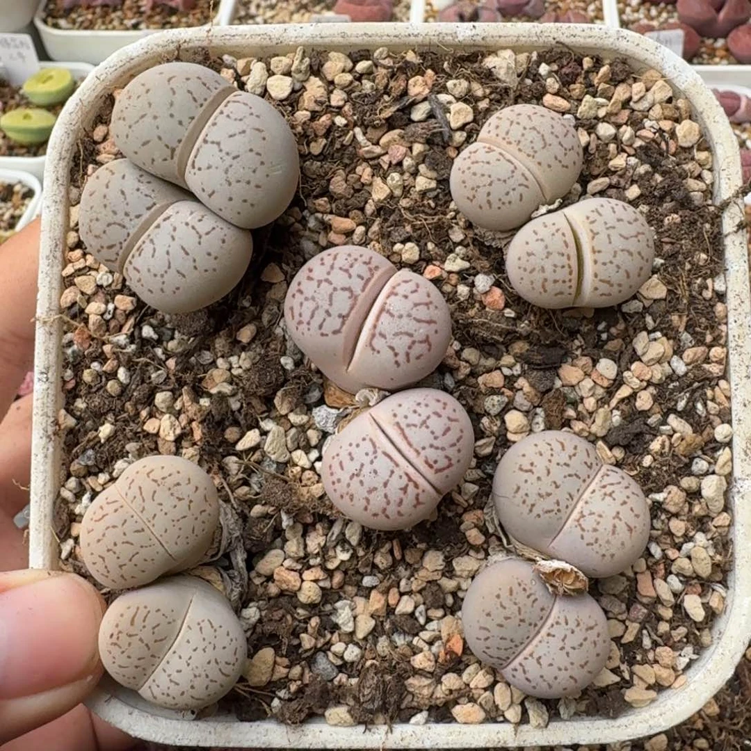 K101绫耀玉大白老母本