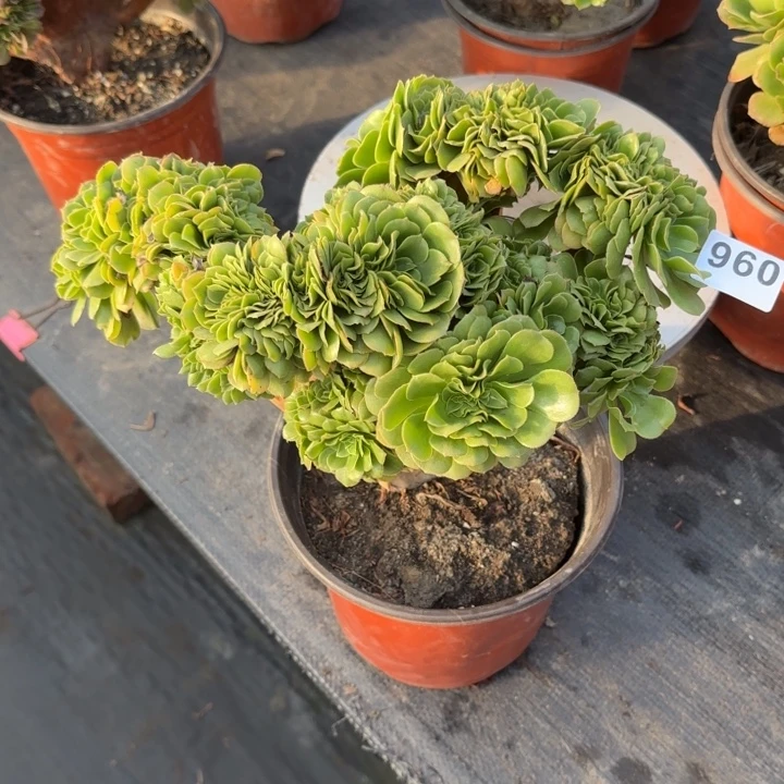 多肉植物绿羊绒缀960