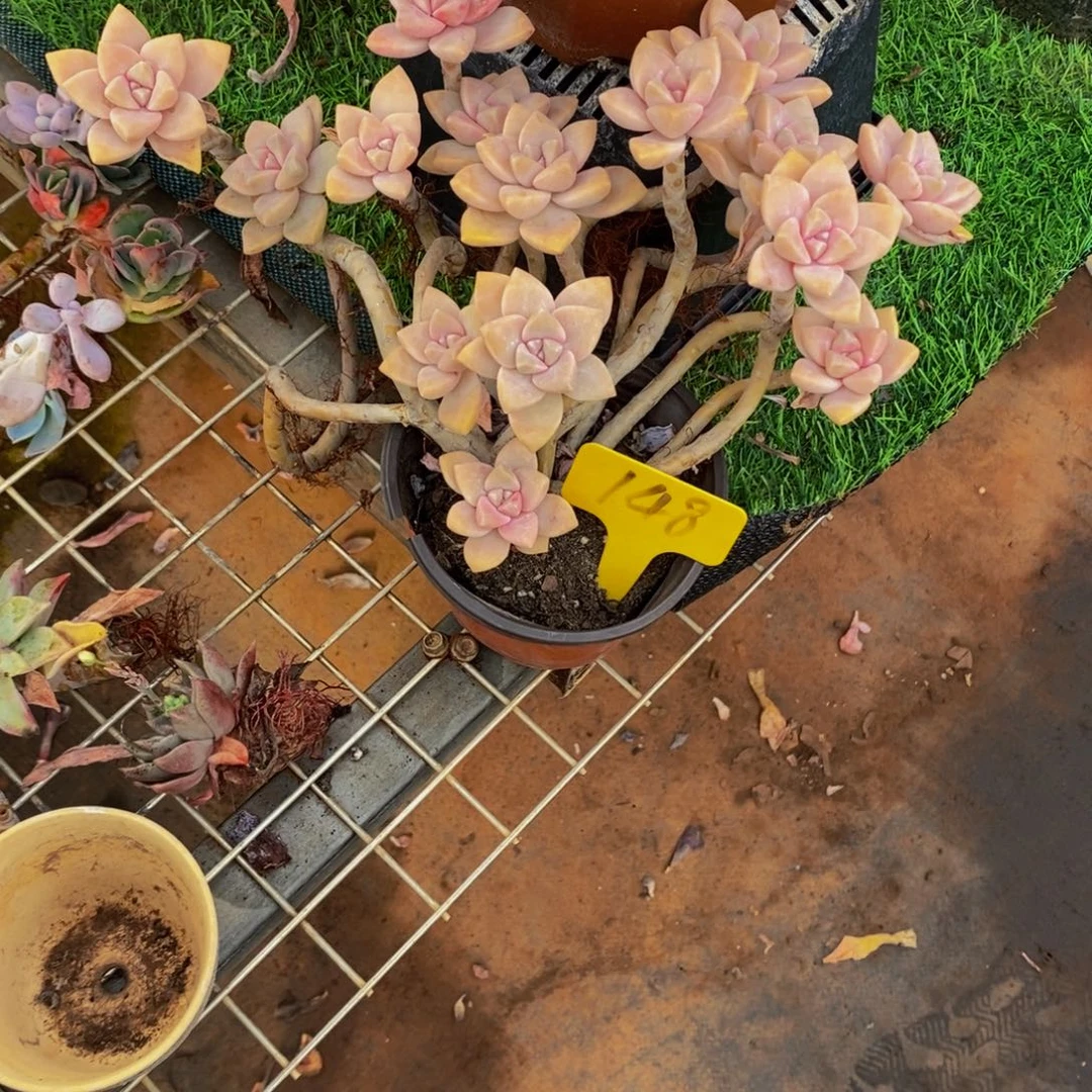 山***画杏美人148。