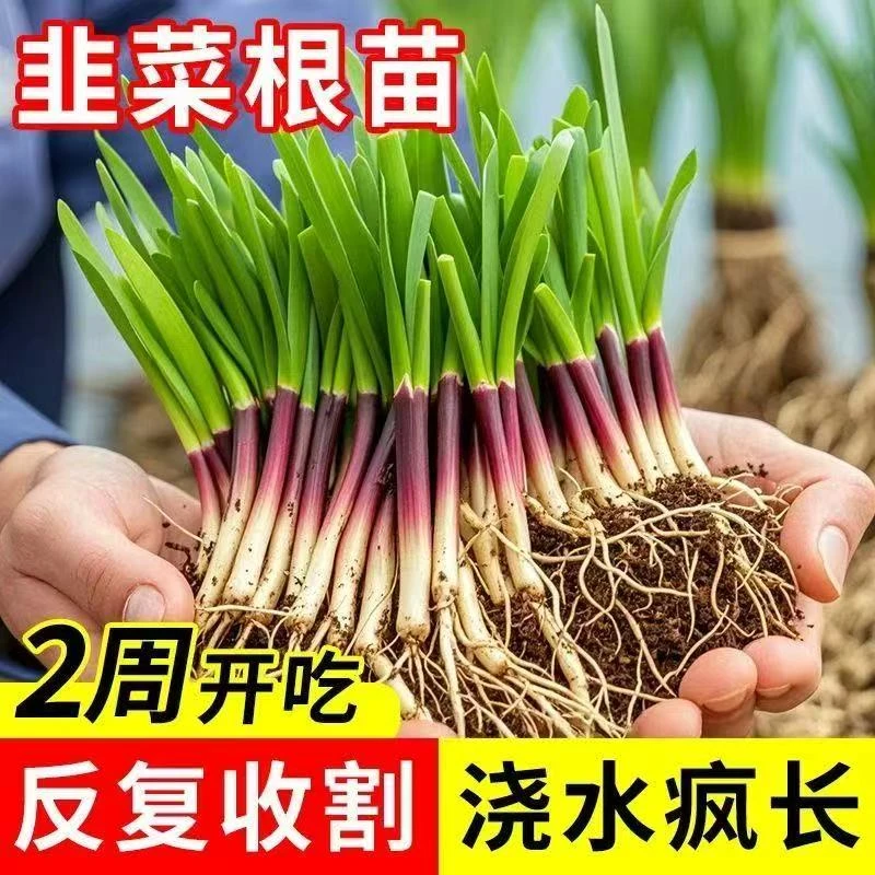新韭菜根独根红韭菜根苗庭院阳台四季皆可种植耐寒好养红根宽叶