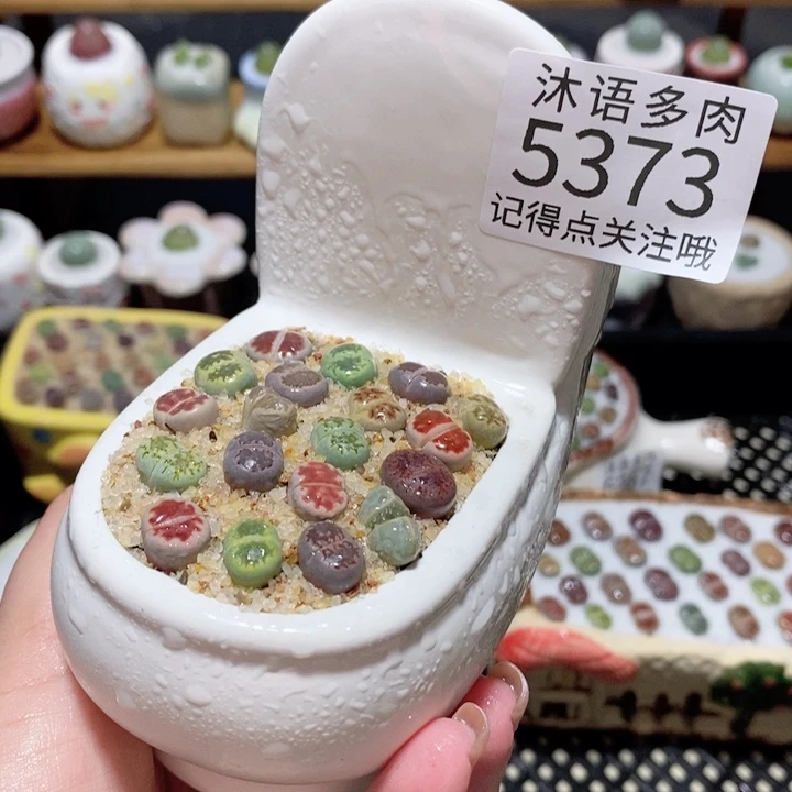 带盆土植物 一物一拍5373