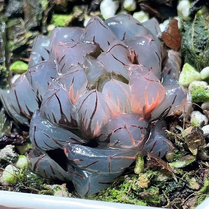 636水中月锦特选福利
