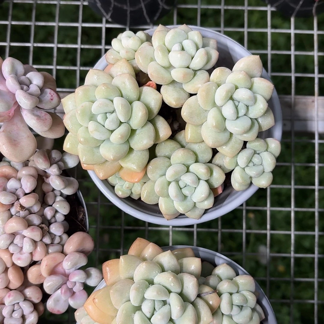 泡泡糖老桩中大群12㎝盆参考