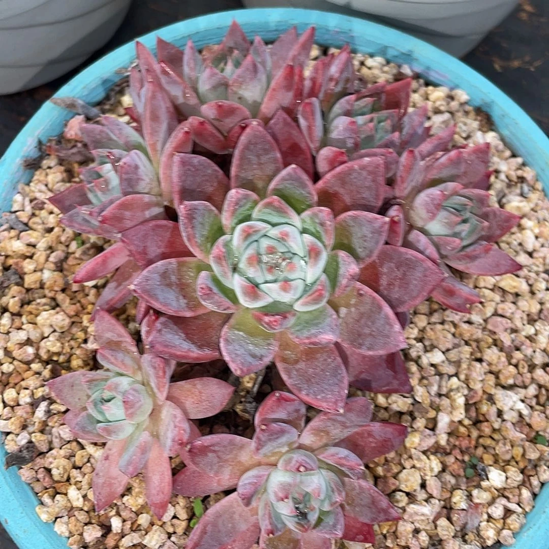 多肉植物一物一拍