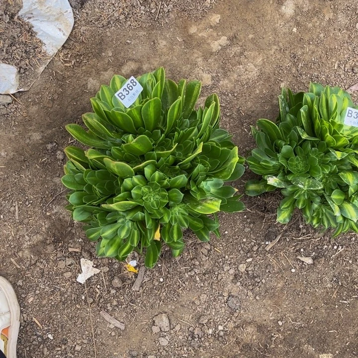 368翡翠琉璃量多肉法师不包断枝