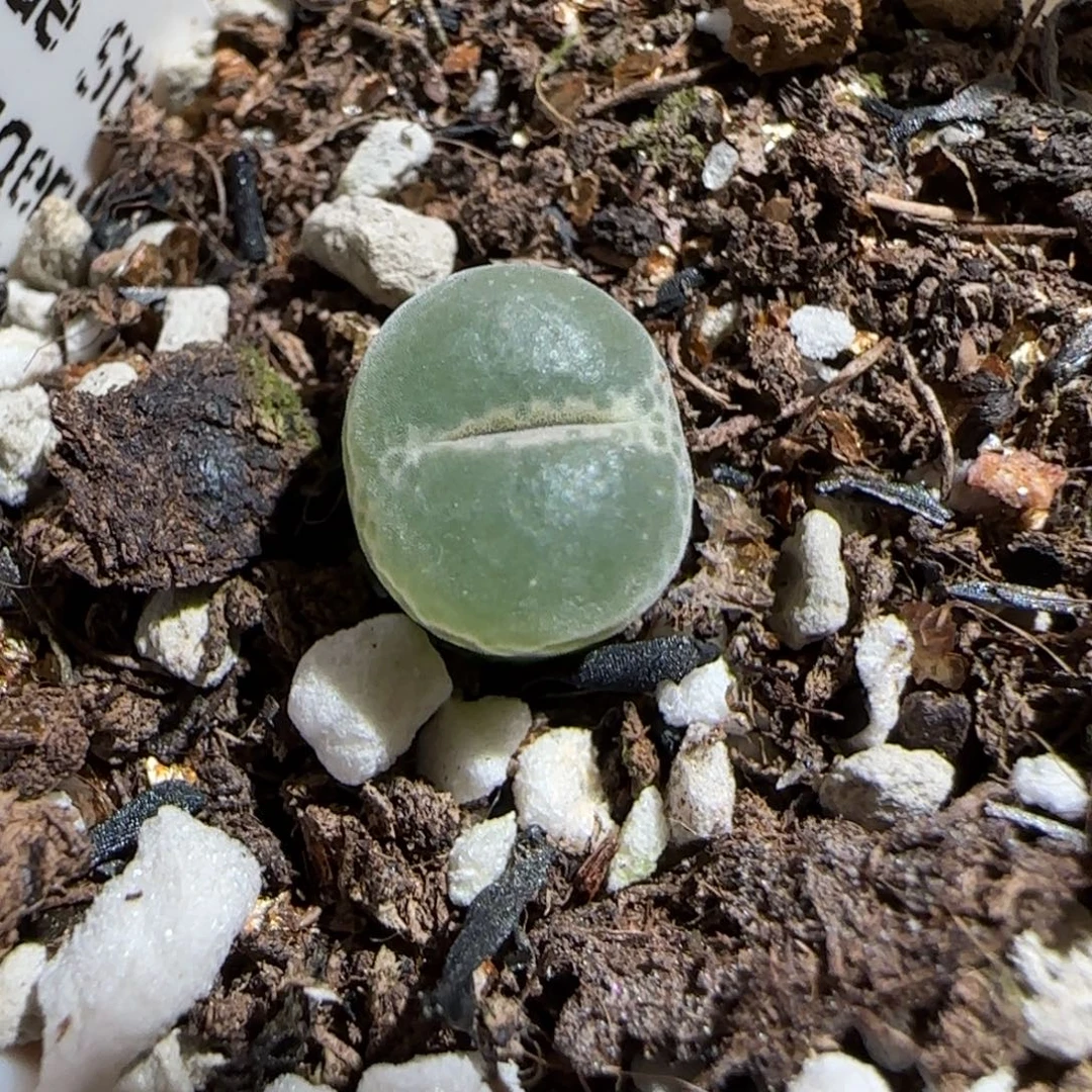 肉锥多肉植物组合-安格1236
