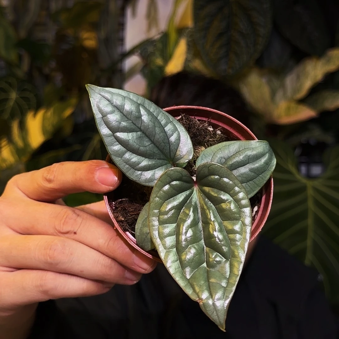 完全开放P146籽播奢华