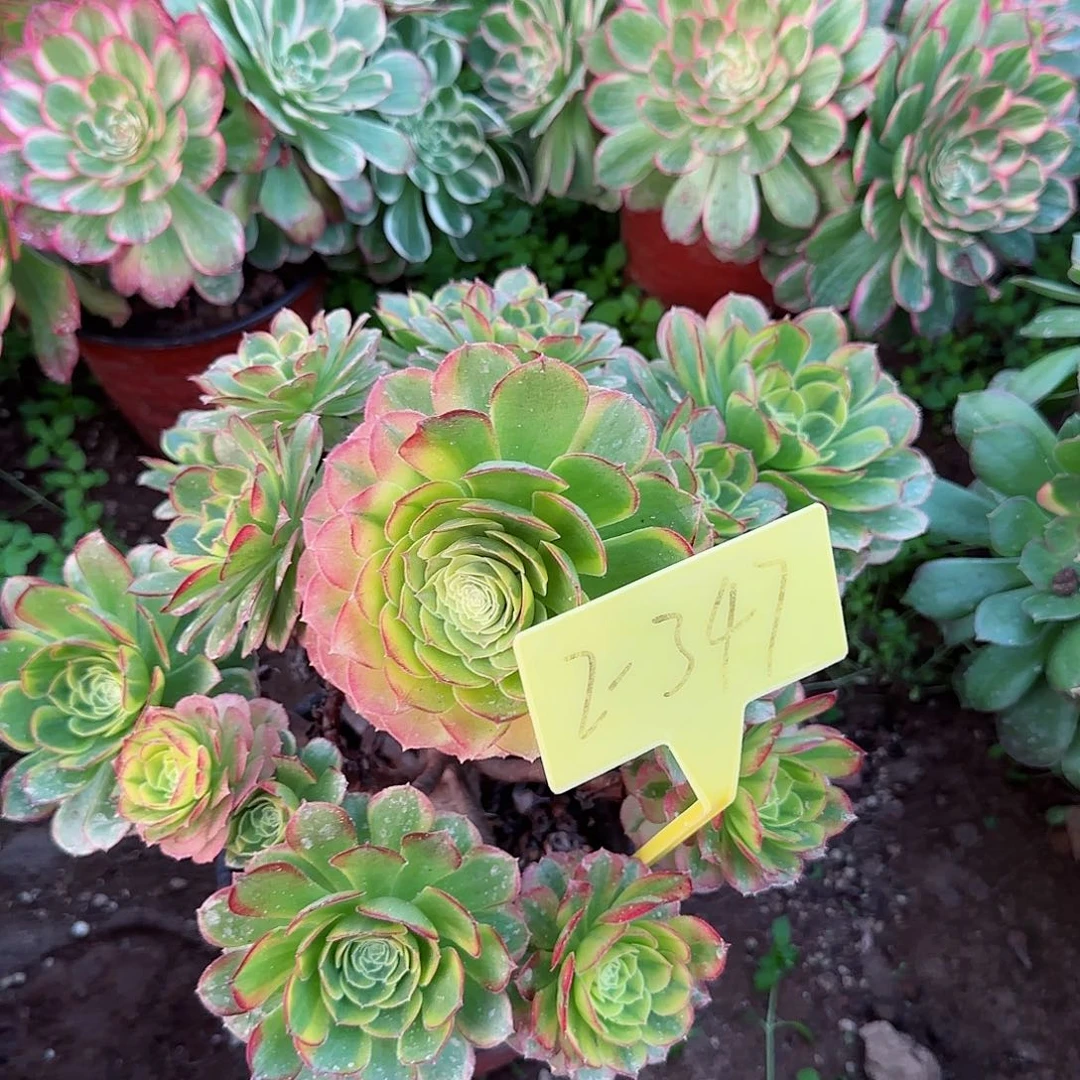 2-347---多头多肉植物