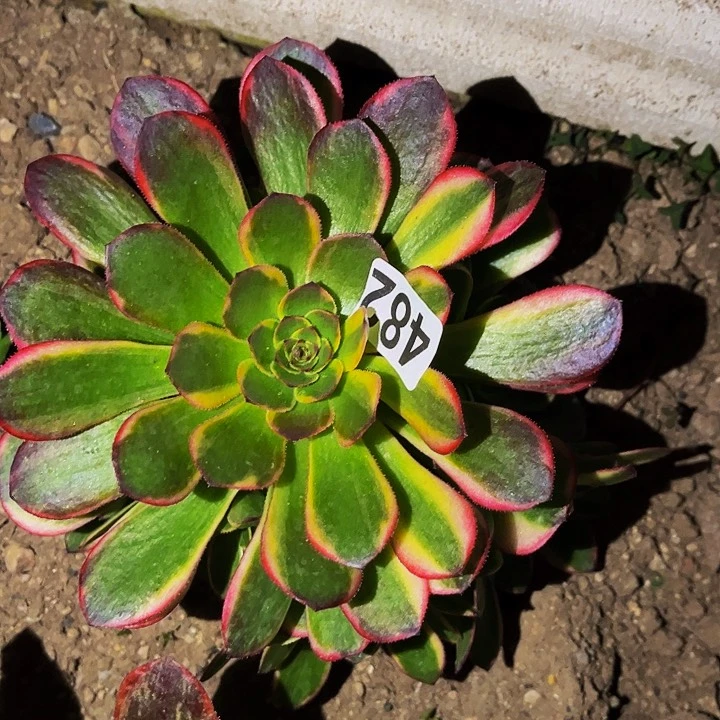 482万七彩多肉植物处理不售后