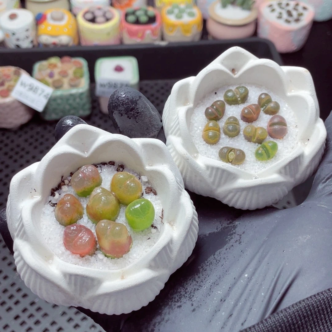 w9876--带盆土发货，零下地区拍保温箱