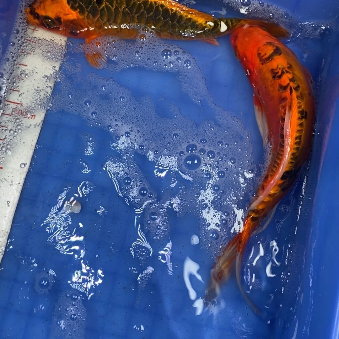 锦鲤冷水锦鲤包邮