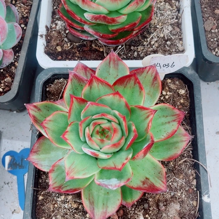 紫***乐惊鸿仙子多肉植物A19.36