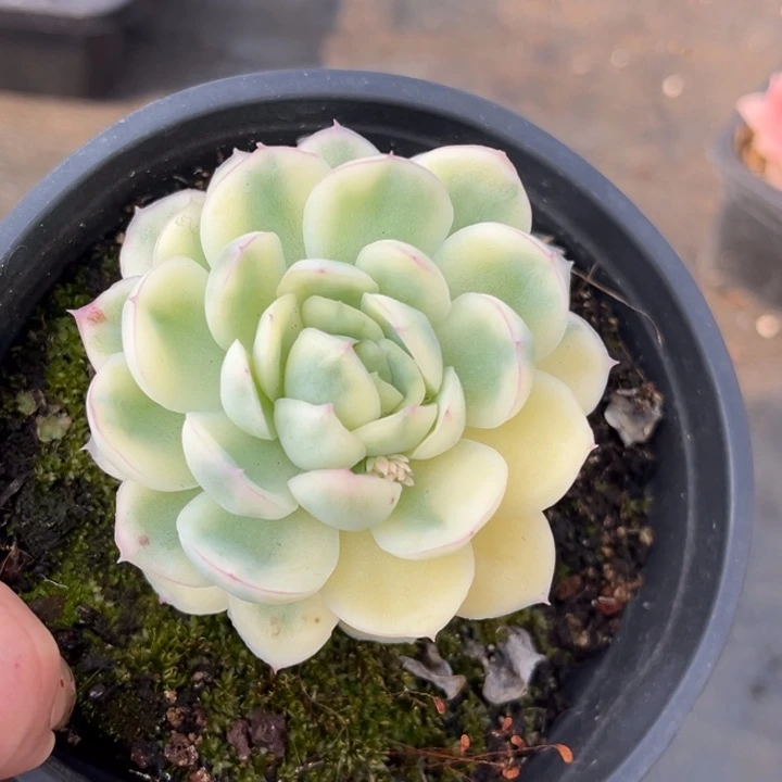 草莓冰锦一颗价格发货