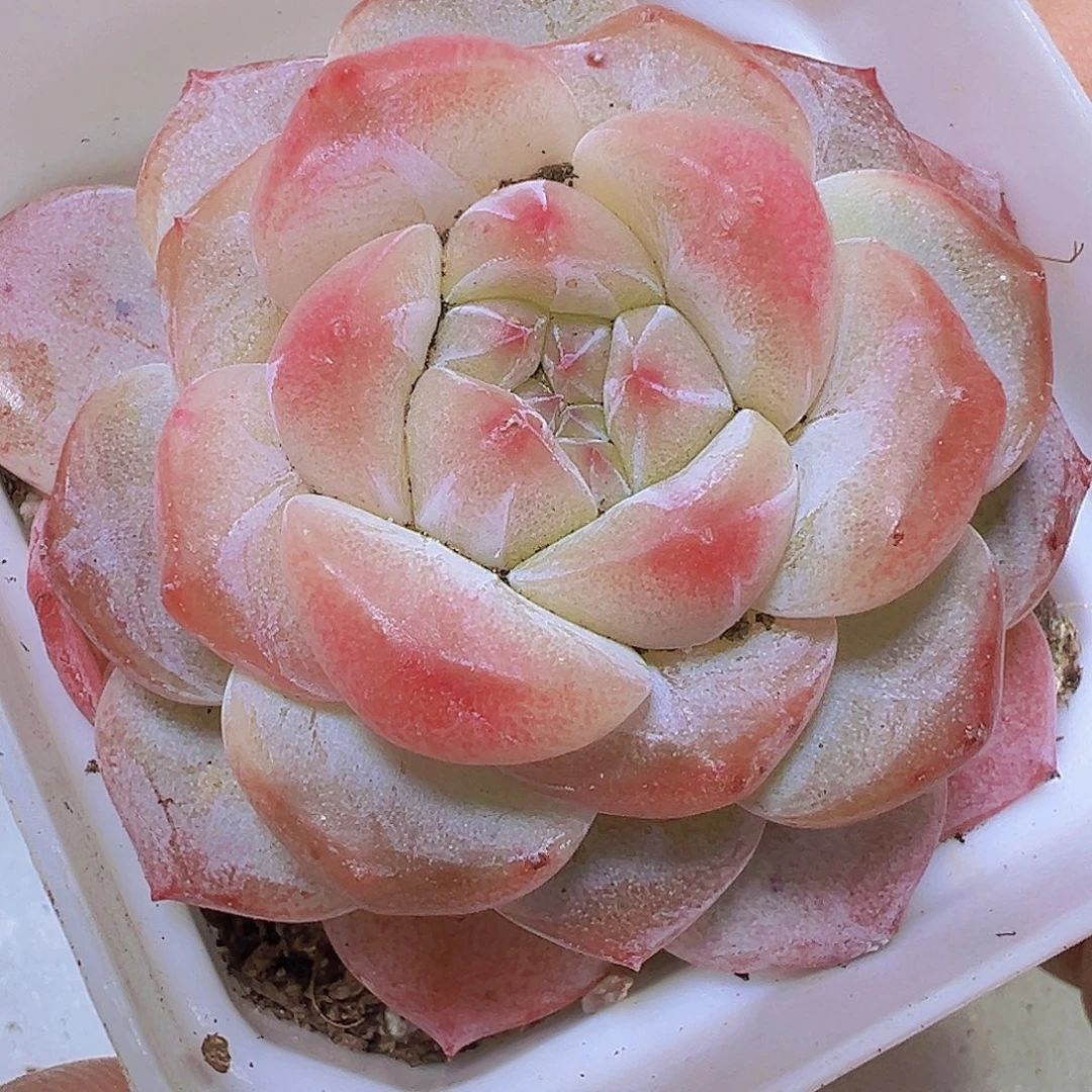 黛玉冰魄19包邮多肉植物