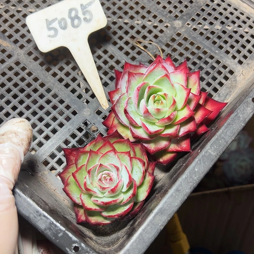 Z***G惊鸿仙子两颗5085号