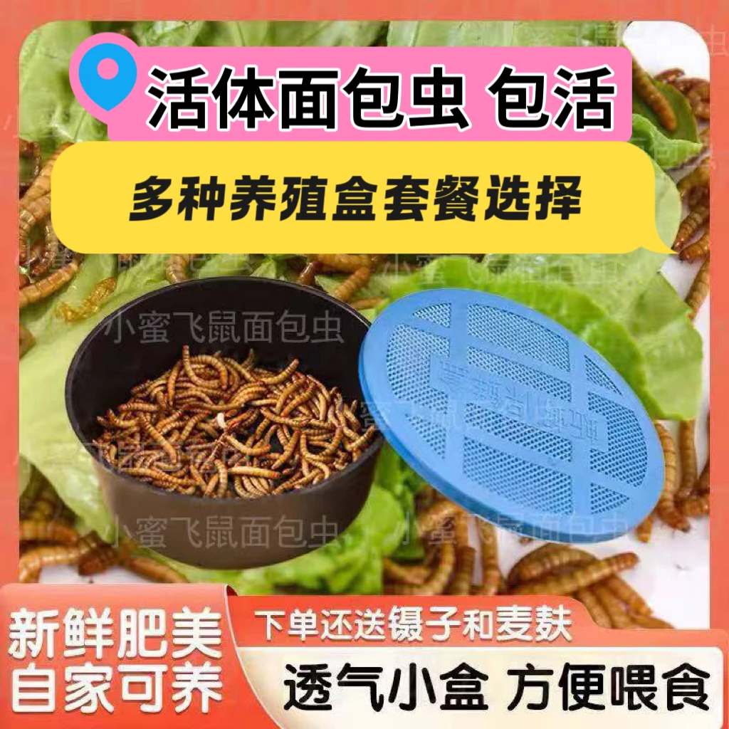 面包虫活虫黄粉虫活体八哥乌龟小鸟食仓鼠饲料钓鱼芦丁鸡