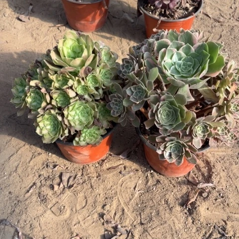 709多肉植物组合，