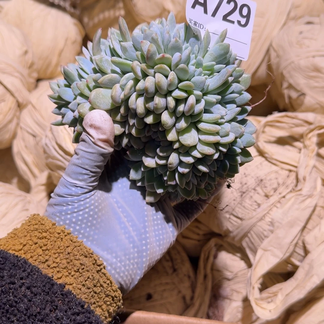 用****0星影缀化呀呀呀呀