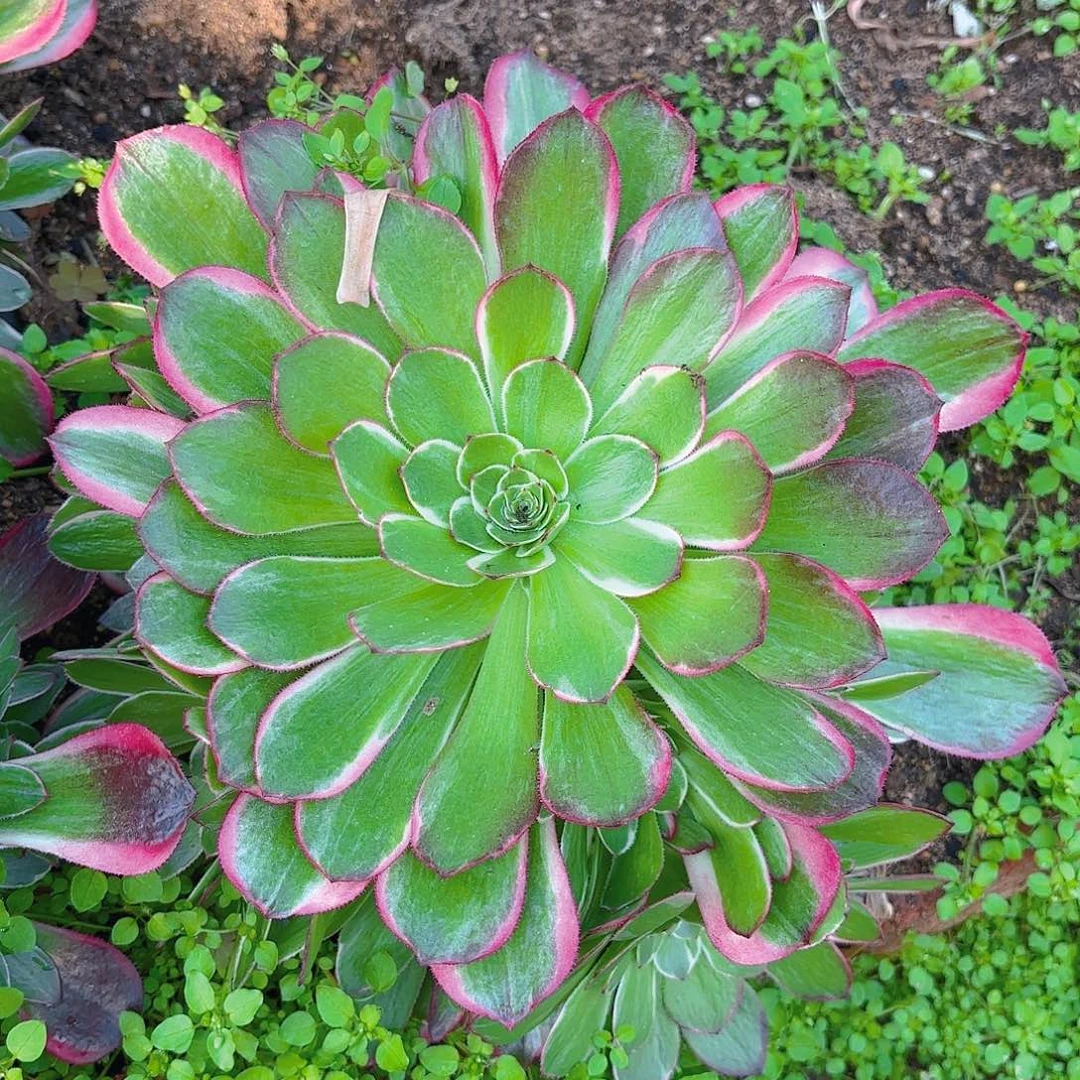 海王多肉植物手捧