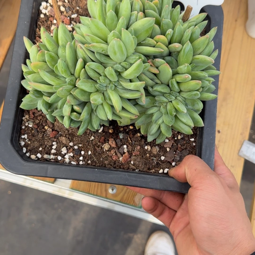 114 海洋之歌缀化