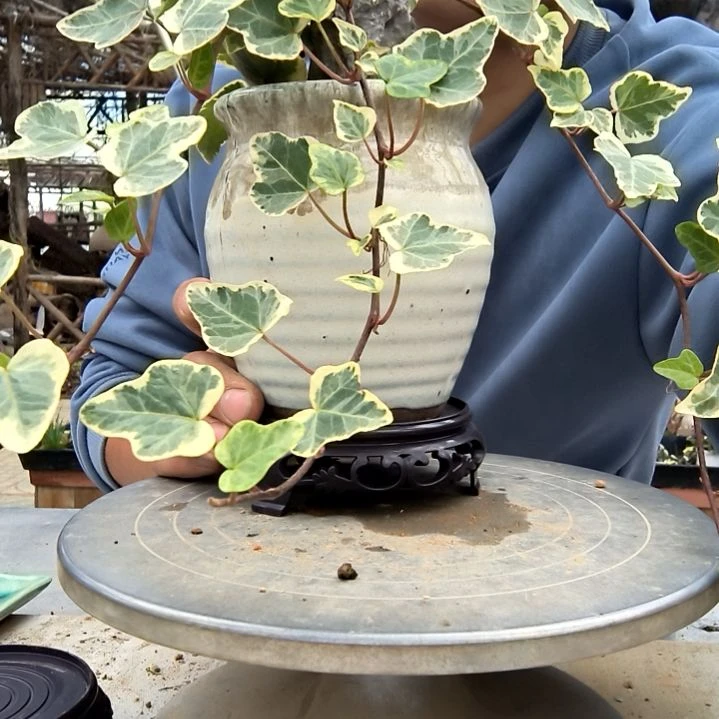 蓝***珠小盆景小植物一物一拍199