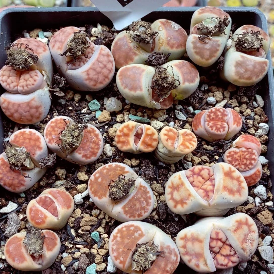 我我的确是个很喜欢的人195