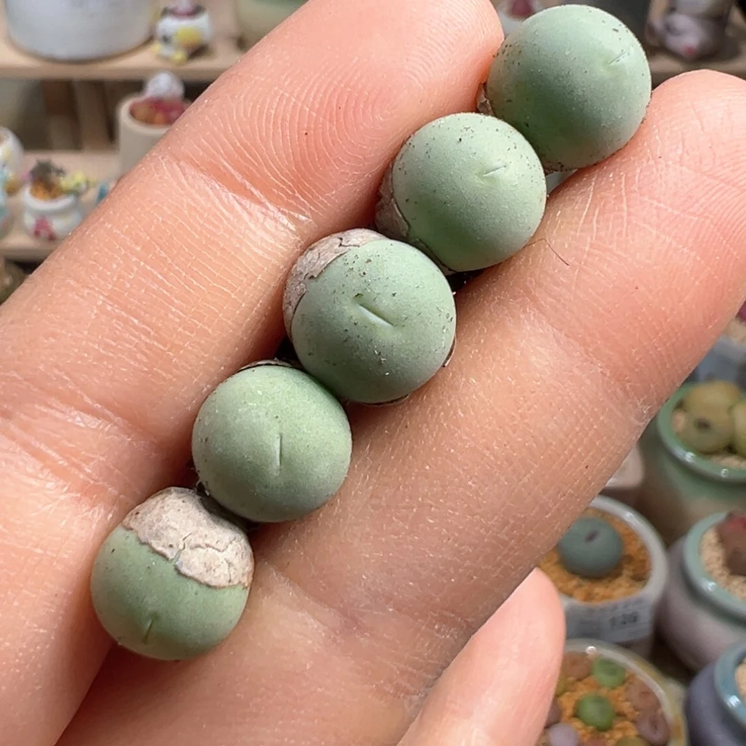 多肉植物158号鸽子蛋