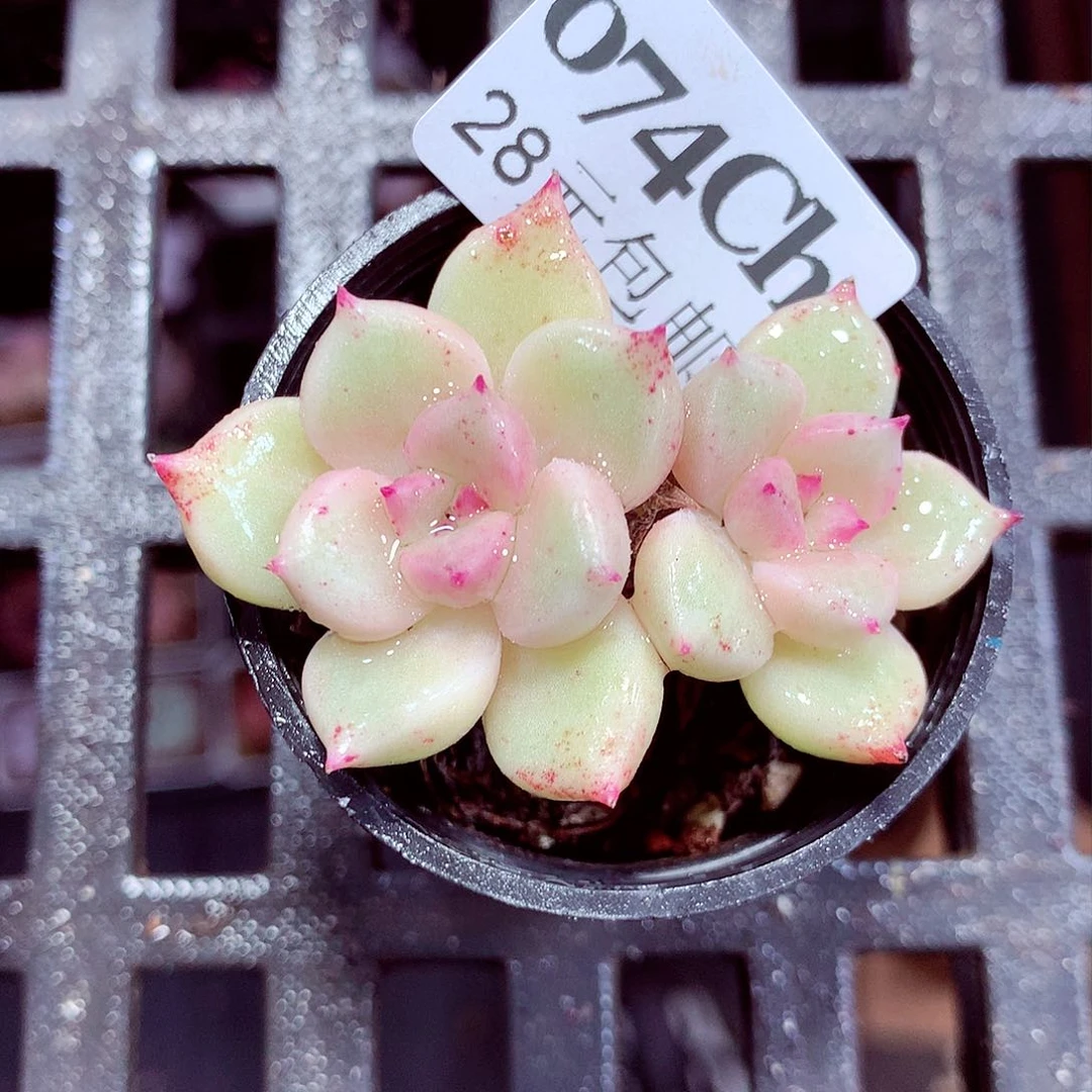 5厘米盆精控多肉074