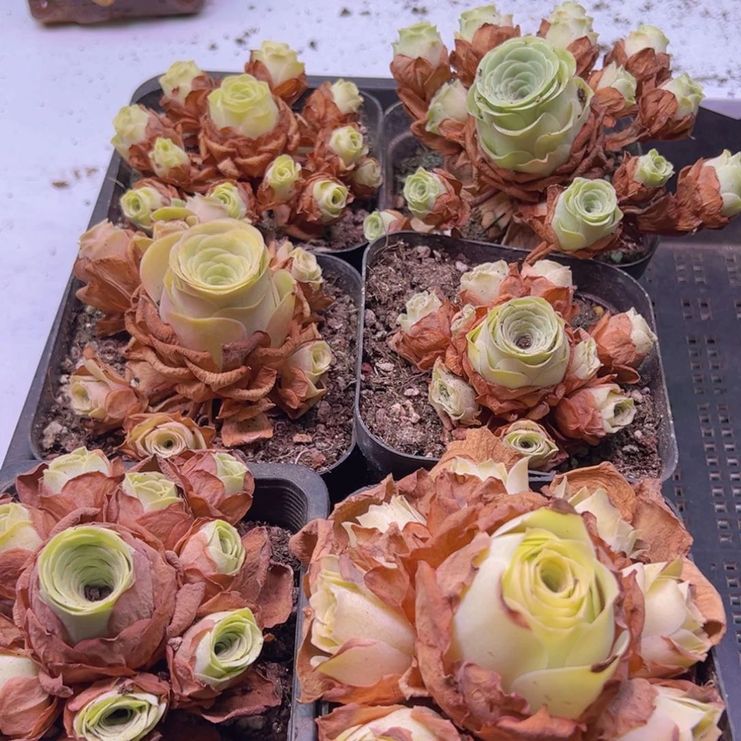 277 山地玫瑰一物一拍无售后