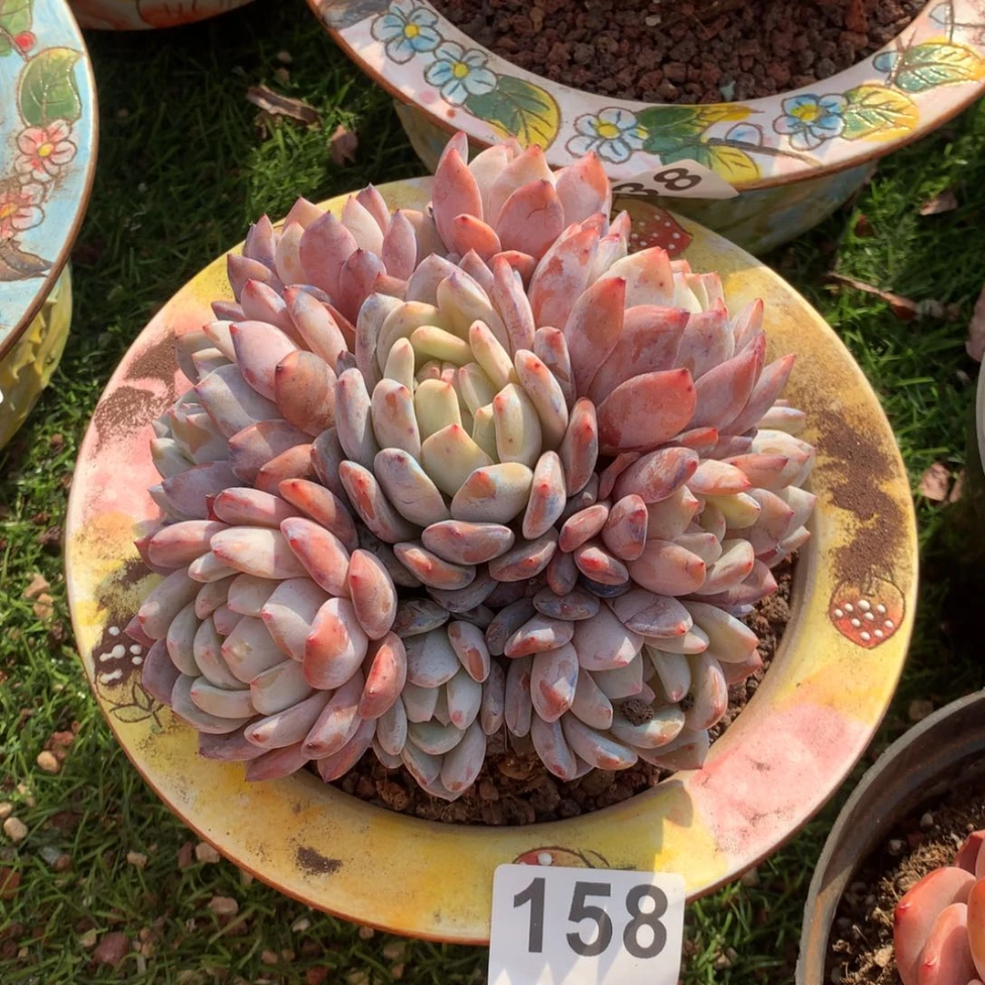 158橙子手捧多肉植物