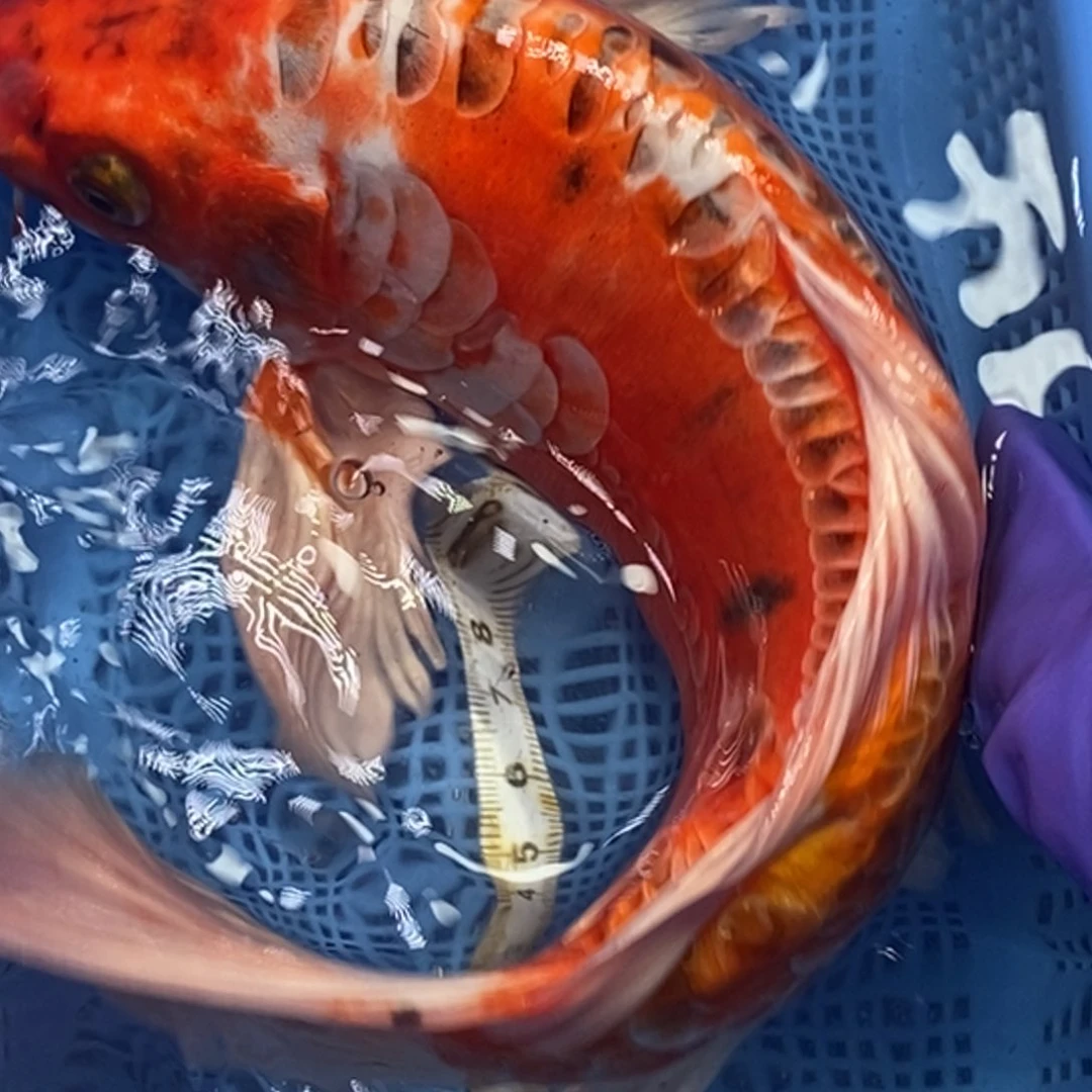 锦鲤冷水锦鲤包邮