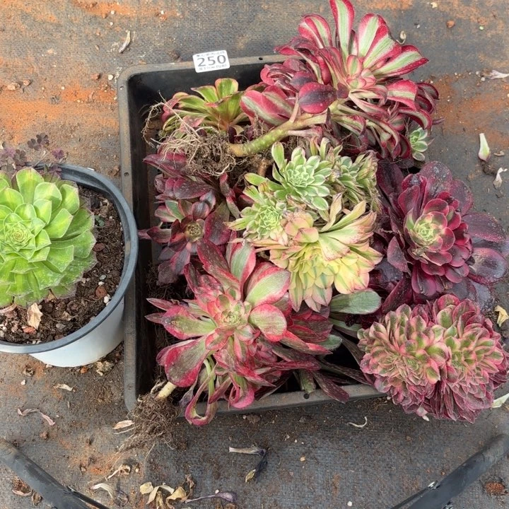 250组合掌心多肉法师锦