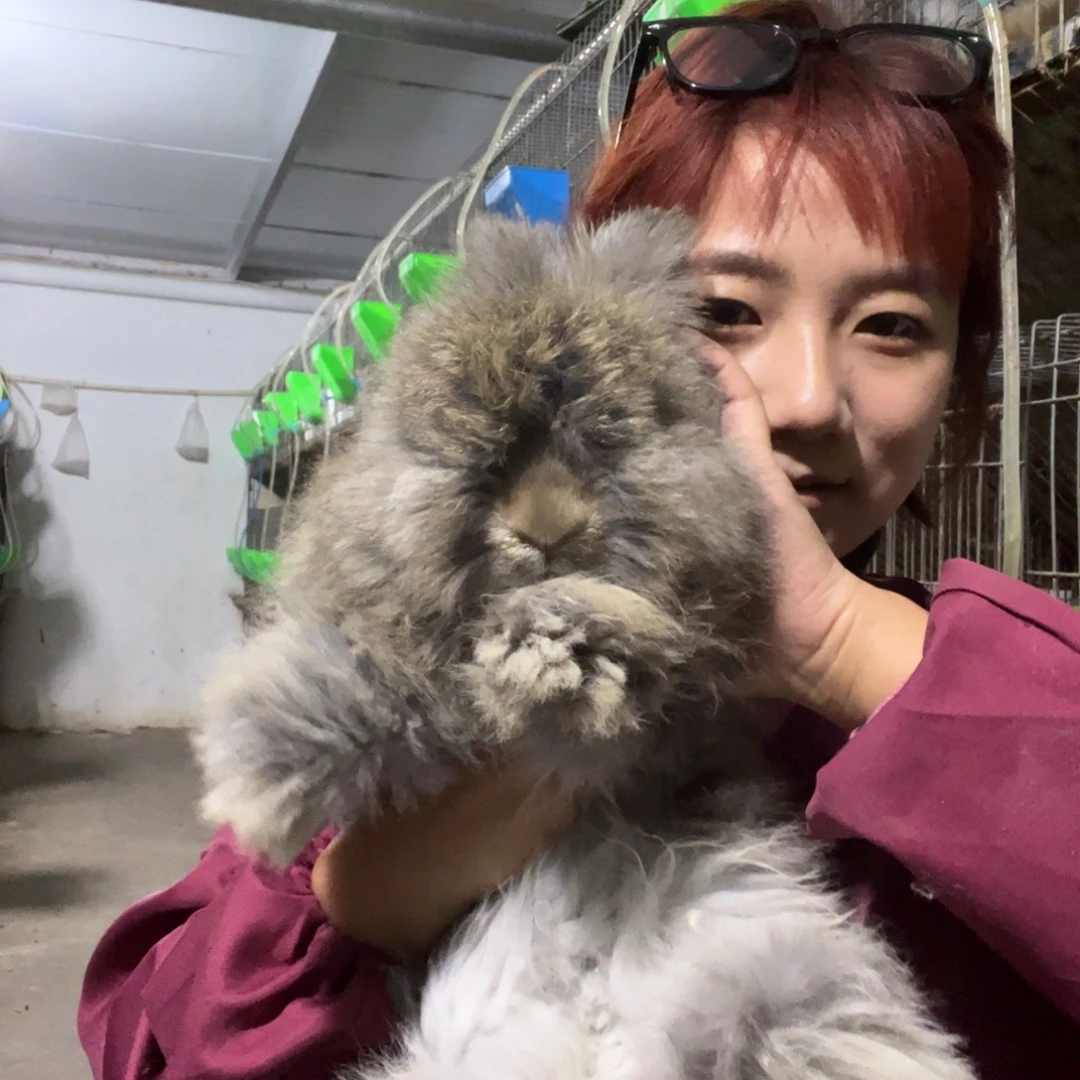 英系安哥拉宠物兔子