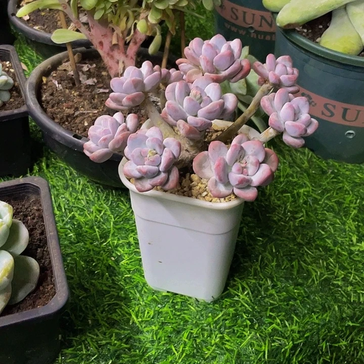 阿***乐一物一拍一物一拍