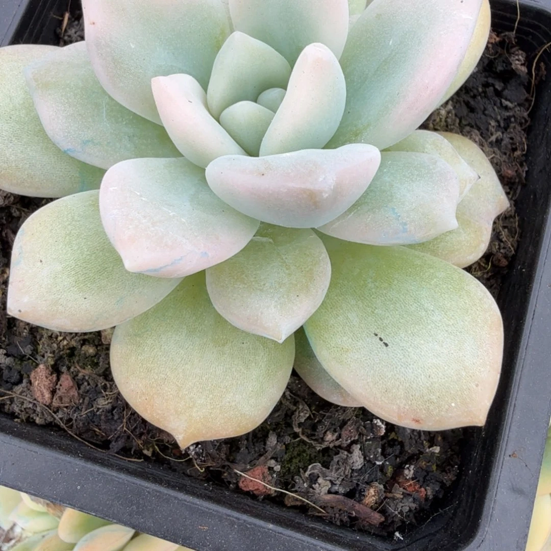 白胖子 安吉园艺锦